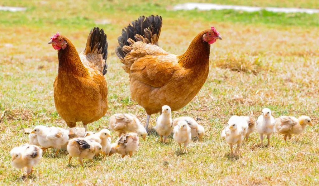 chickens with their chicks