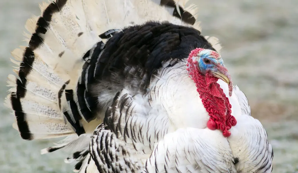 close up of Royal Palm Turkey