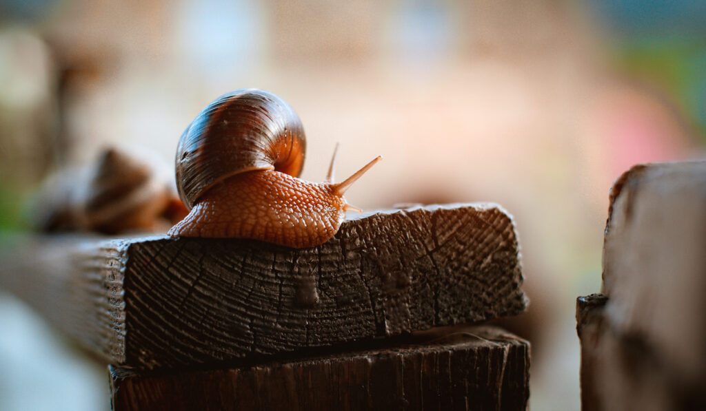 closeup of a snail on a wooden plank