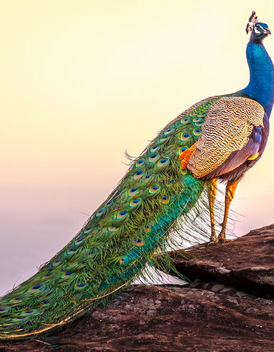 colorful-peacock-standing-on-large-rock