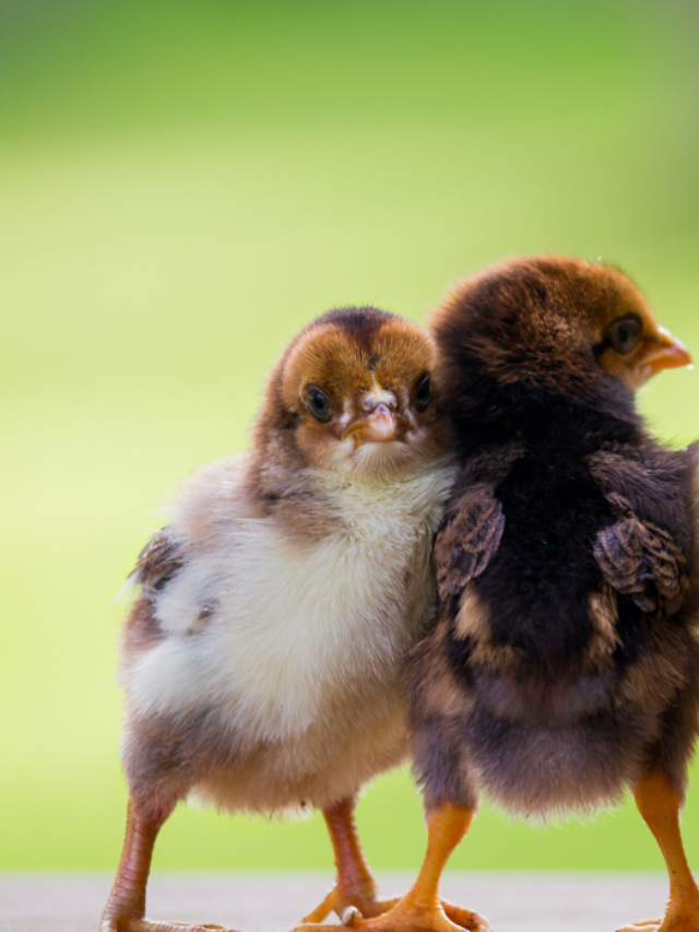 Can Baby Chicks Eat Crickets?