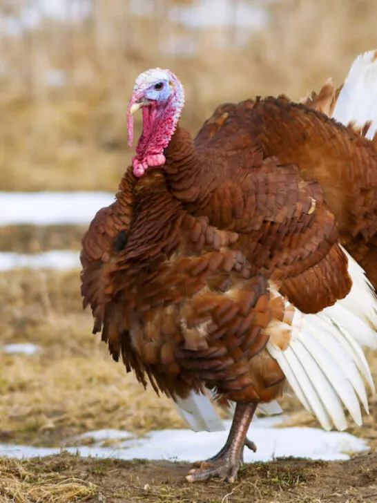 bourbon red turkey in an open field