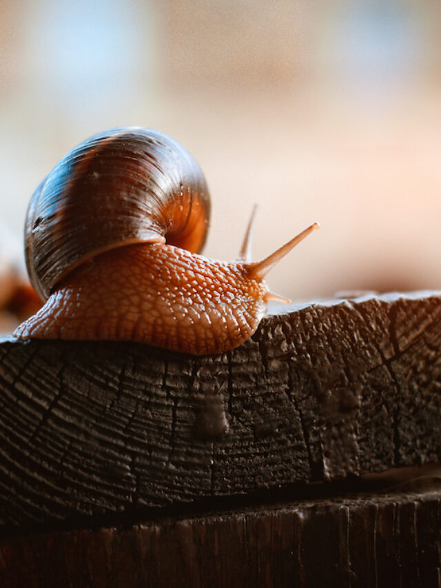 Can Chickens Eat Slugs and Snails?