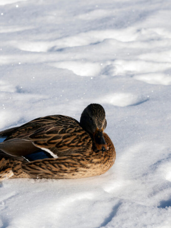 duck staying warm on snow