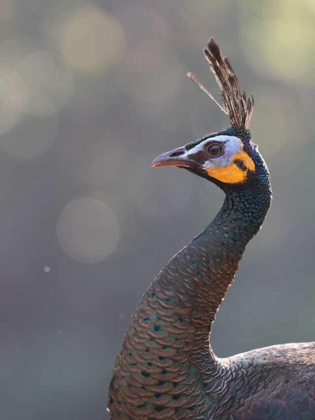 Green Peafowl Breed Profile