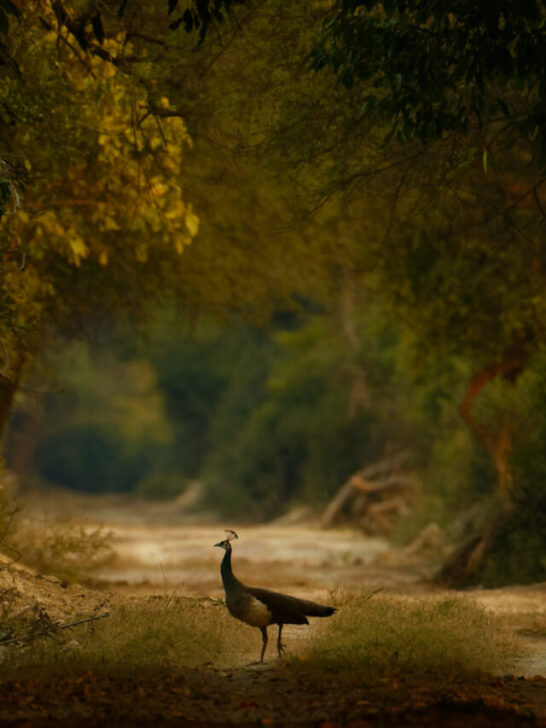 lone peacock in a lush forest - ss230126