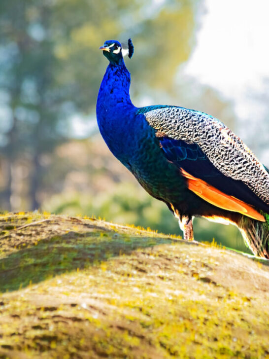 peacock on a mound