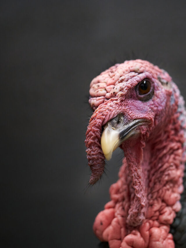 105+ Male Turkey Names