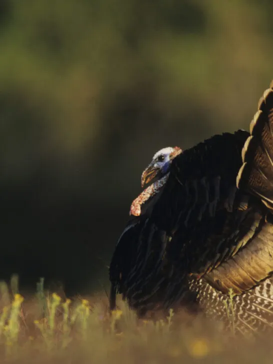 turkey in the open field side view