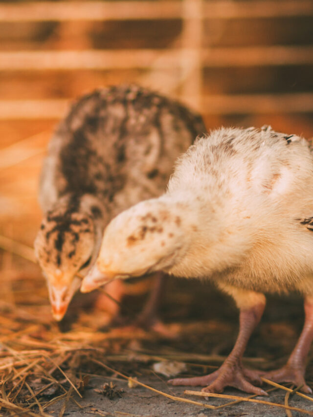 225+ Female Turkey Names