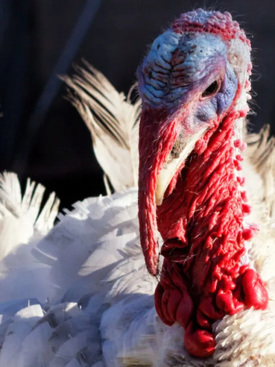 white turkey closeup