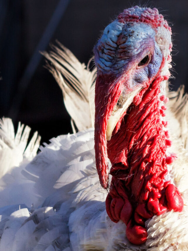 8 Friendliest Turkey Breeds for Your Farm