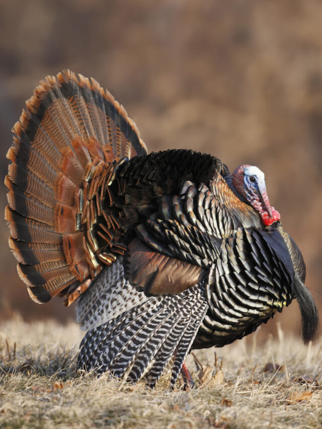 Can You Raise Ducks and Turkeys Together?