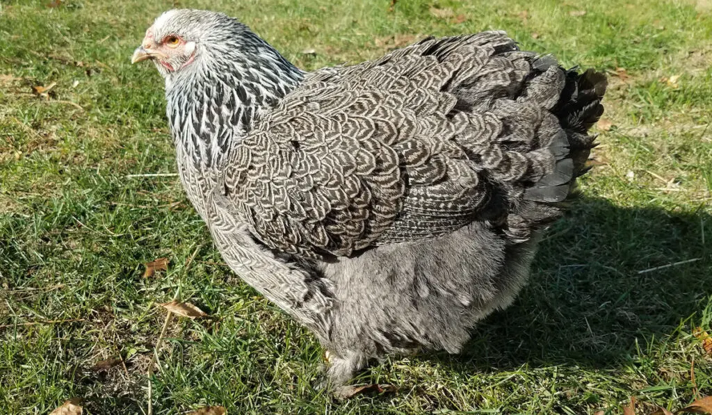 dark brahma chicken on the grass