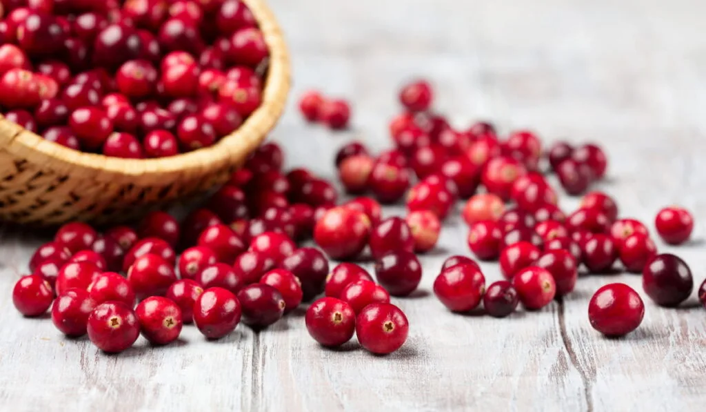 freshly harvested red cranberries in wicker basket