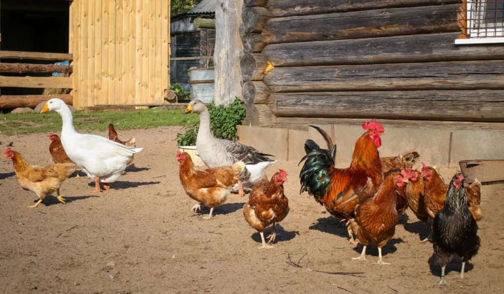 chickens and geese in the farm roaming around