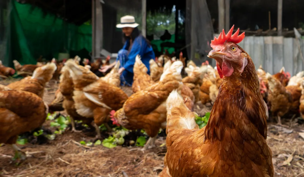 hen in the organic chicken farm