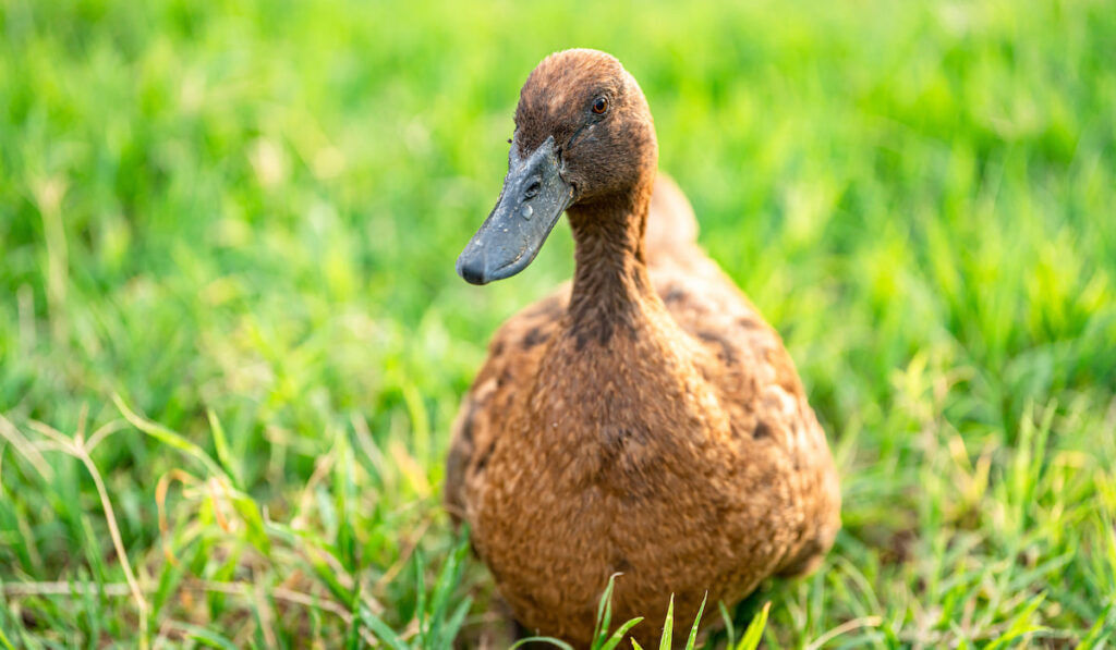 khaki campbell duck resting on green grass field