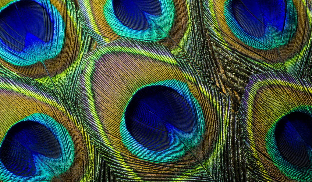  macro photo of an arrangement of luminous peacock feathers