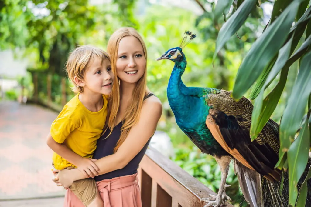 mom and son watching peacock in the garden