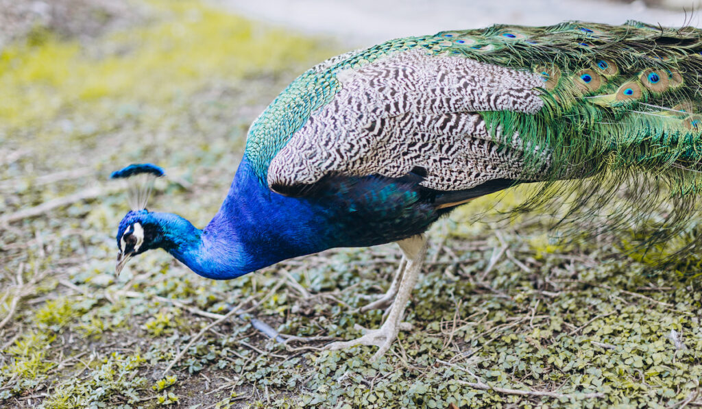peacock bird walking in the park in summertime