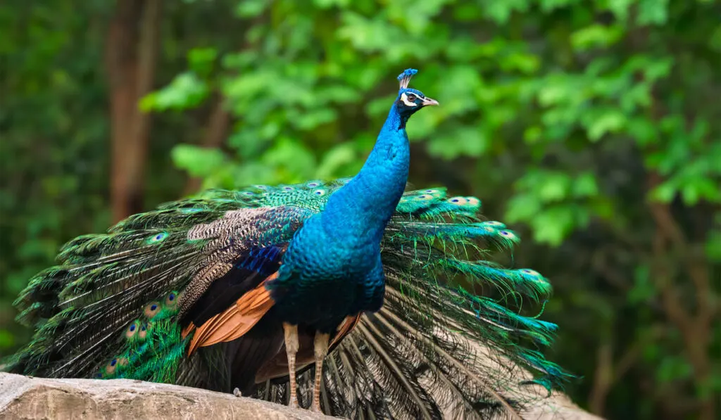 peacock in jungle forest