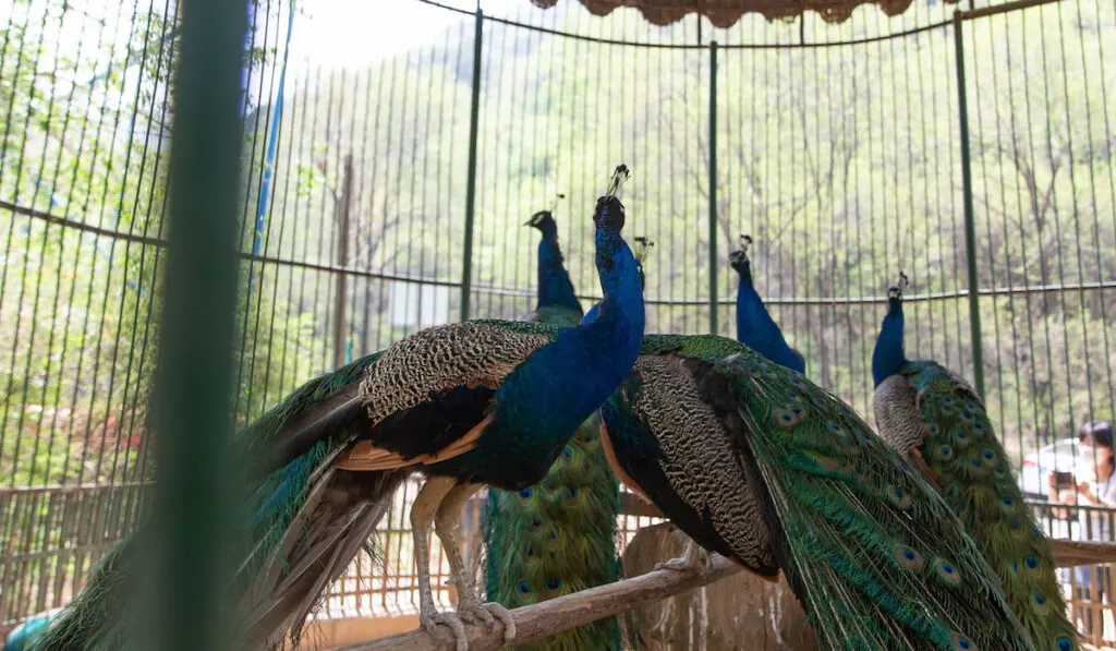 peacocks inside spacious cage