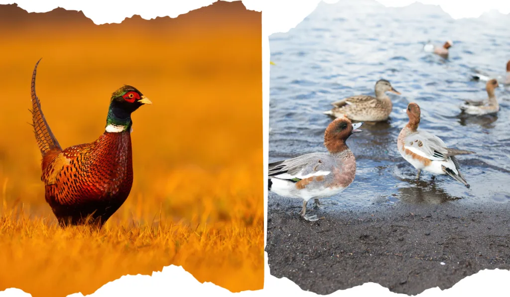 pheasant in the field and ducks swimming 