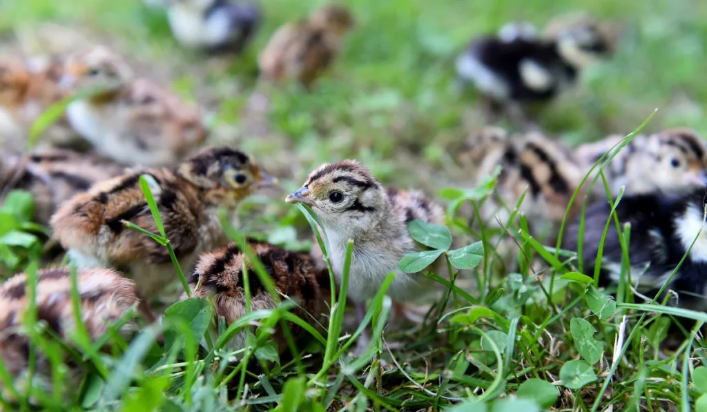 Baby pheasant chick  in a field of green and fresh grass