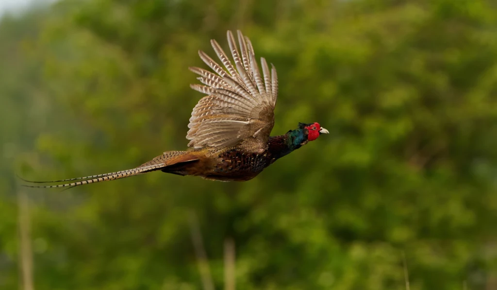 pheasant flying 