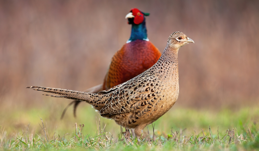 pheasant on a meadow in springtime