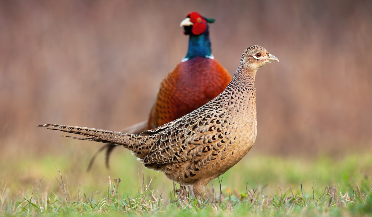 Can a Pheasant and a Chicken Breed? The Hip Chick