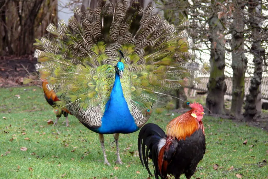 portrait of rooster and Indian Peacock