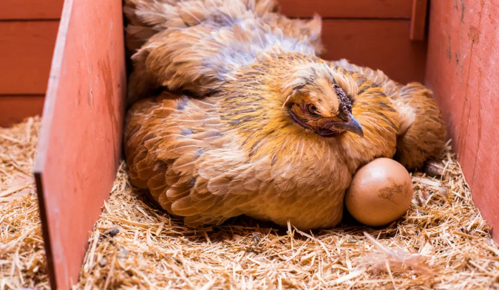 red hen incubating eggs inside his cage