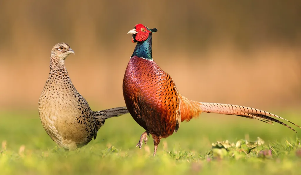 two common pheasant 