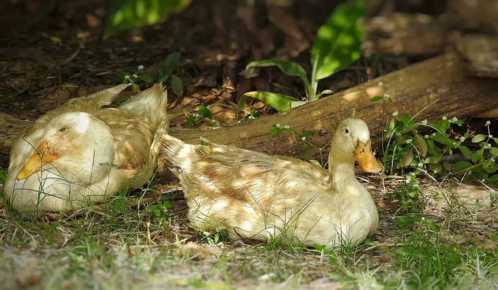 two ducks resting in shade