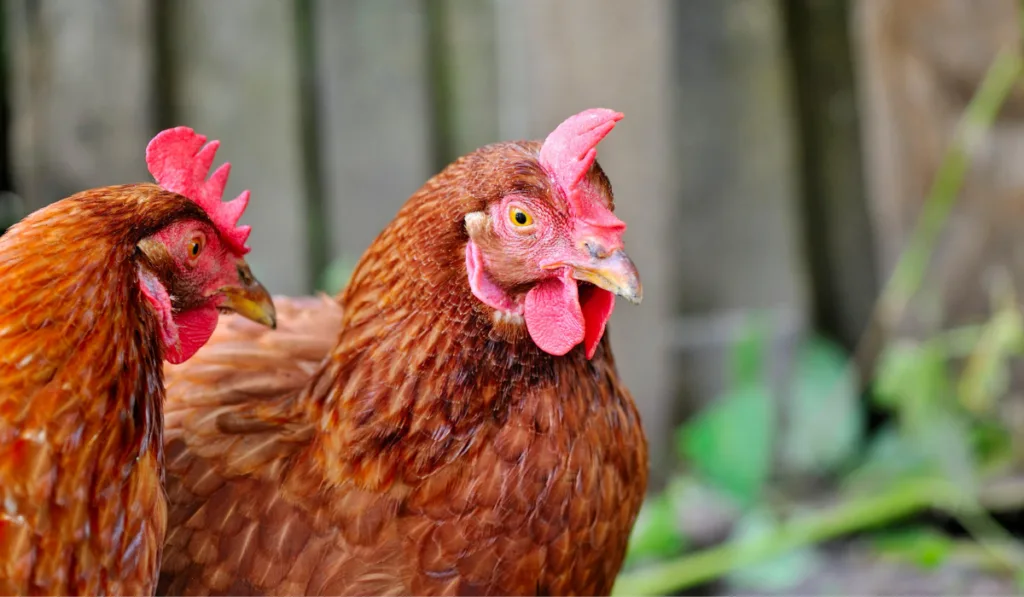 young hens is in the courtyard of the farm