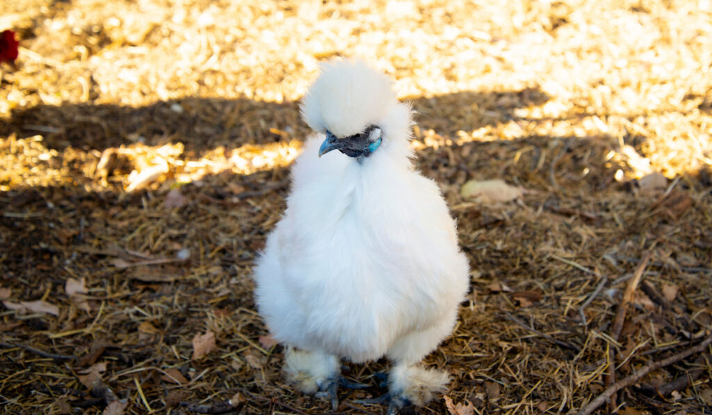 A Free Range Silkie Chicken