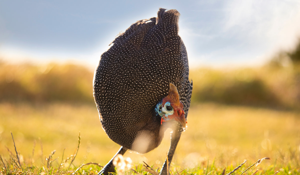 Why Guinea Fowl Love Ticks (and 7 Other Bugs They Eat) The Hip Chick