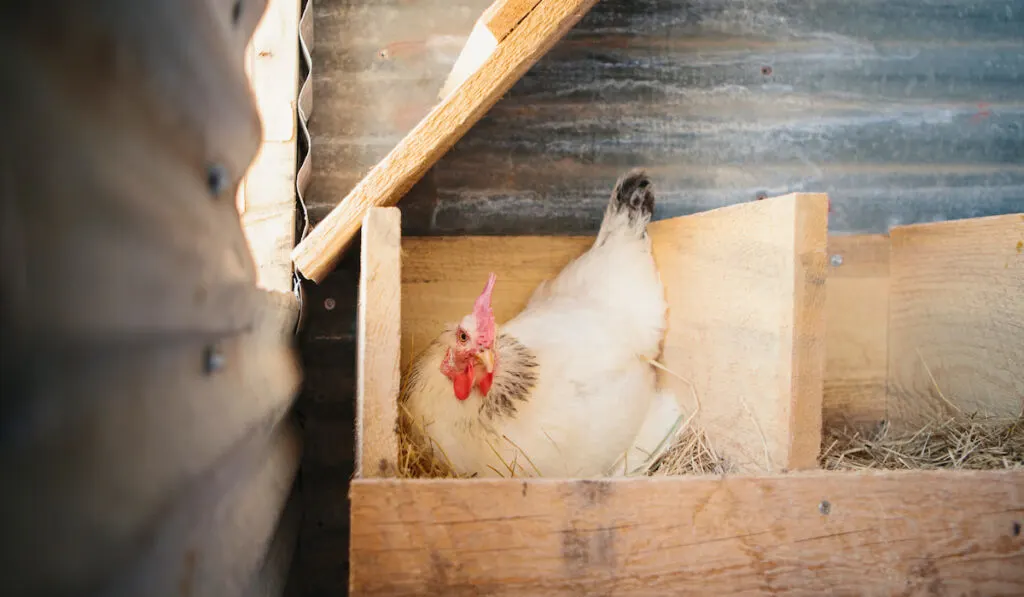 A chicken laying an egg in a nest box in a henhouse