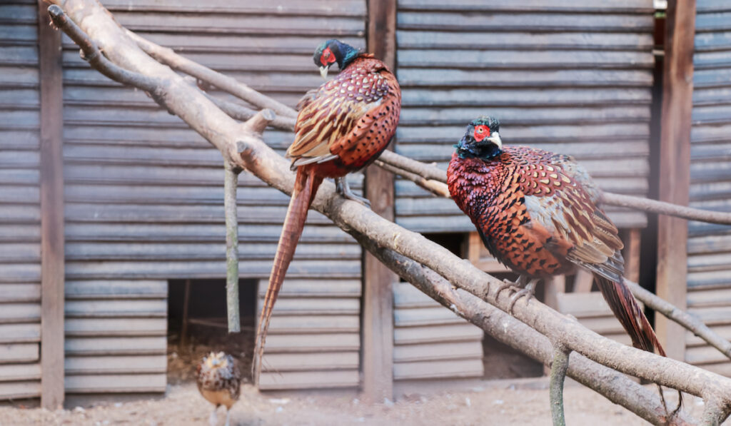 A pair of pheasants sitting on a branch in a zoo cage