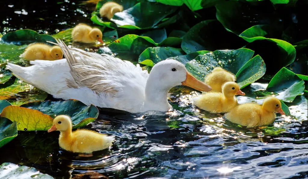 American pekin duck mother and ducklings on a pond