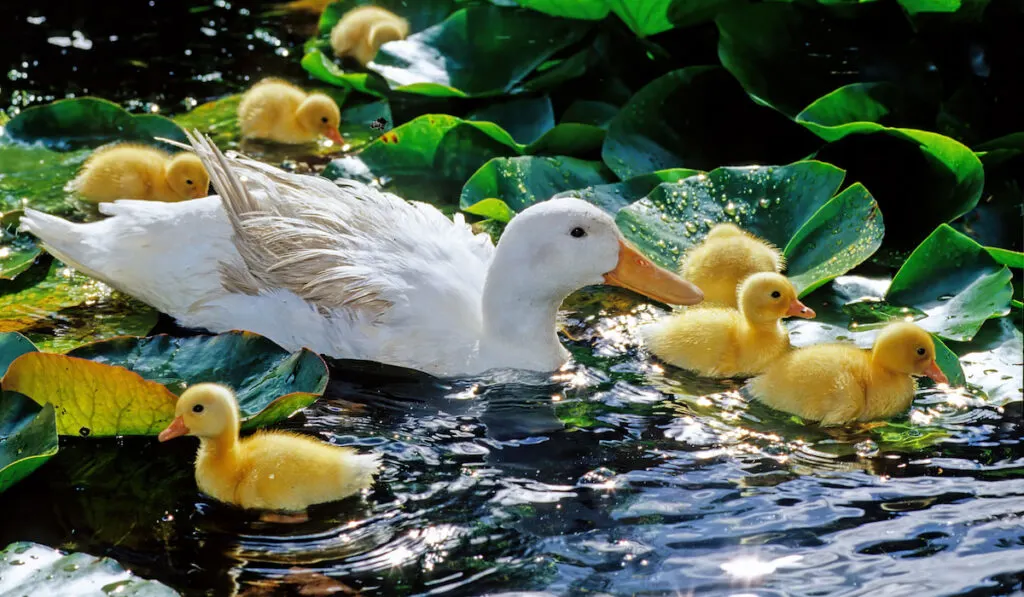 American pekin duck mother and ducklings on a pond 