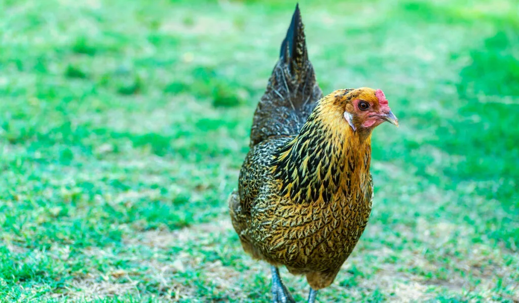 An Ameraucana hen chicken on green grass.
