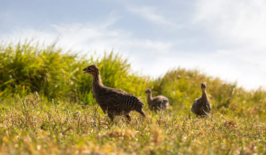 Baby guinea fowls in golden lit field at sunrise