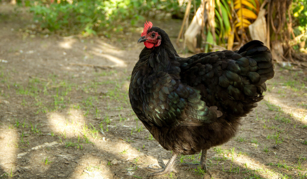 Black Australorp chicken in the backyard