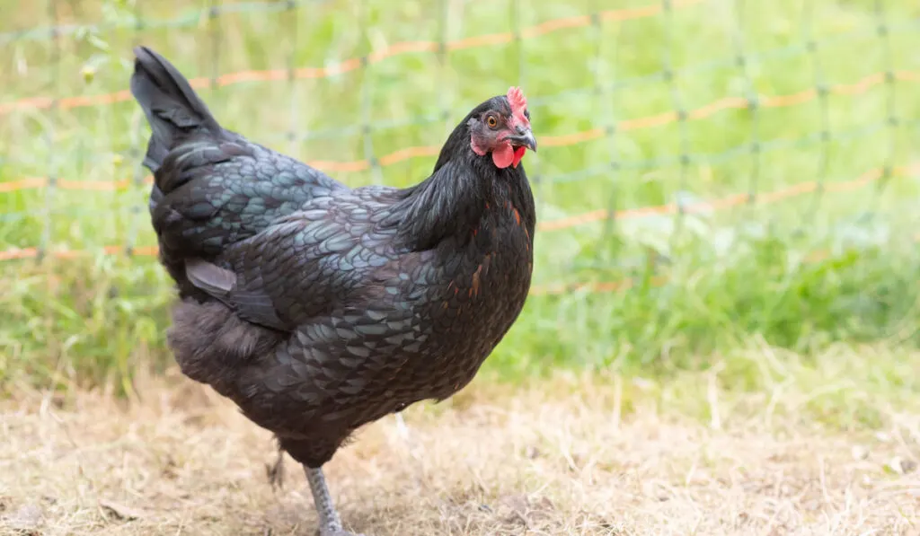 Black Australorp chicken scratching in grass field