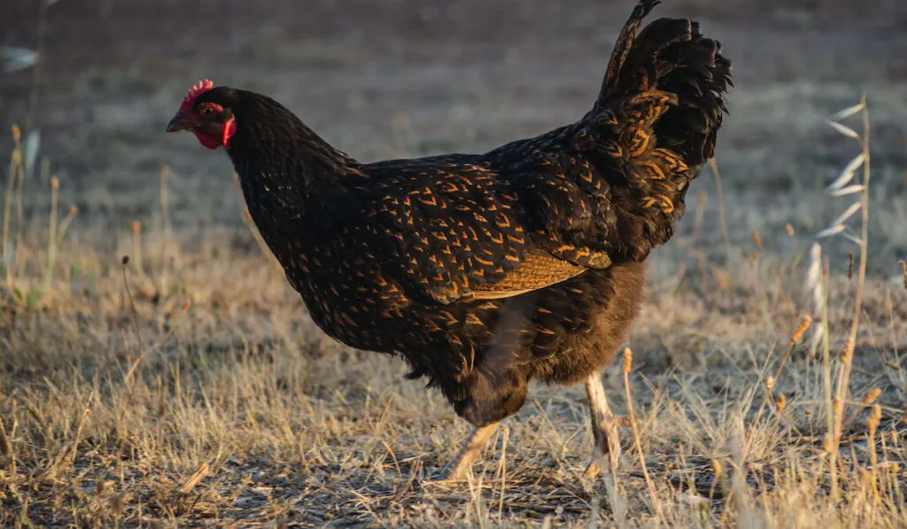 Black Barnevelder Dutch Chicken Ranging the Countryside