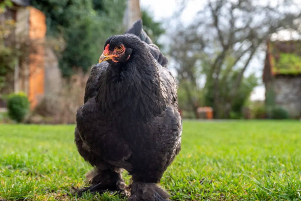 Black Brahma hen walking free range 