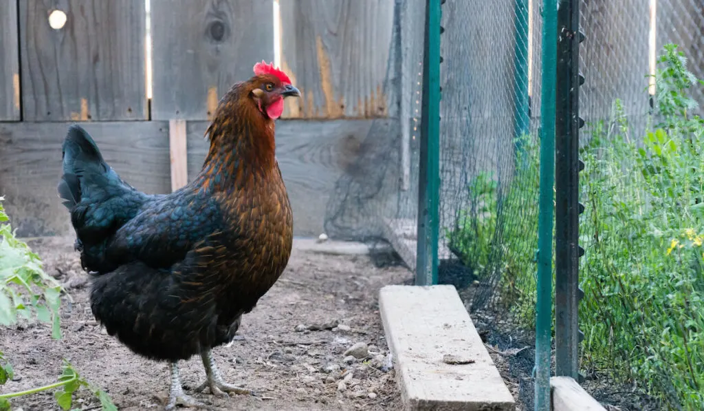 Black Sex Link Hen inside chicken fence 